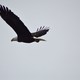 Bald Eagle Watching 12-29-30 132